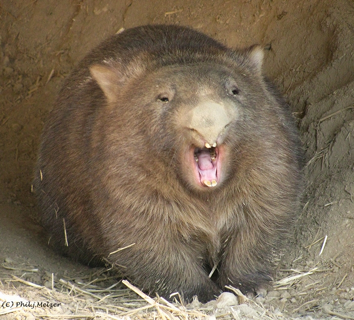 wombat